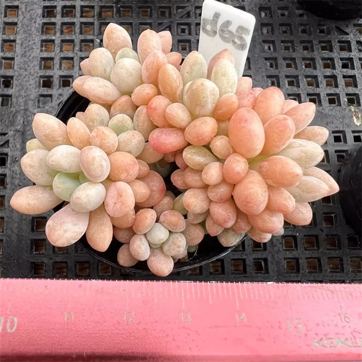 Graptopetalum Daphni Clustering