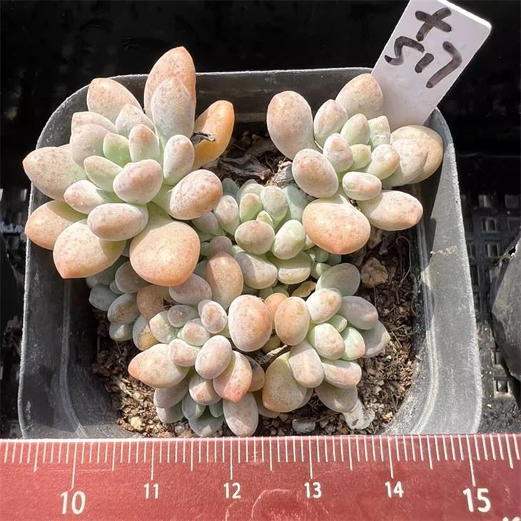 Graptopetalum Daphni Clustering