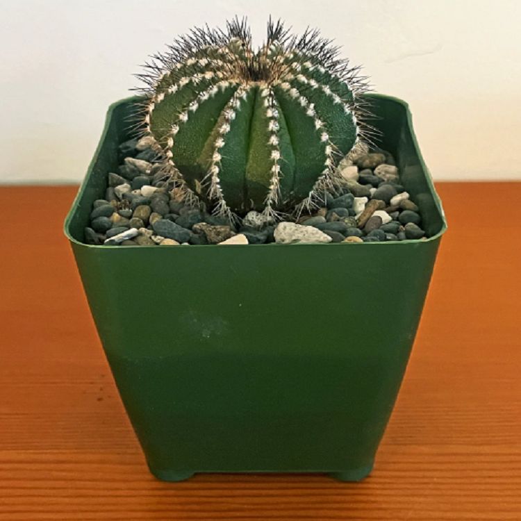 Uebelmannia Pectinifera best