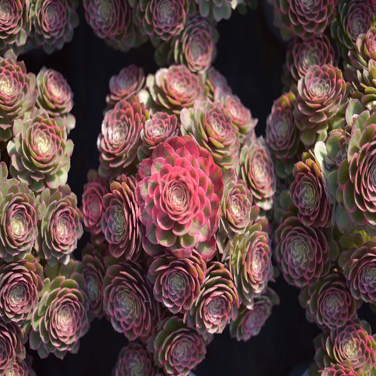 Aeonium 'Pink Fairy