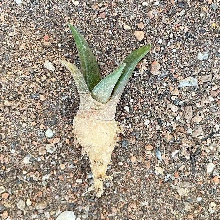 Ariocarpus Retusus best