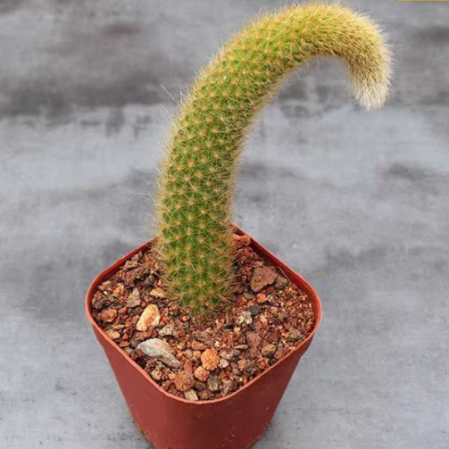 Cleistocactus Winteri Colademono