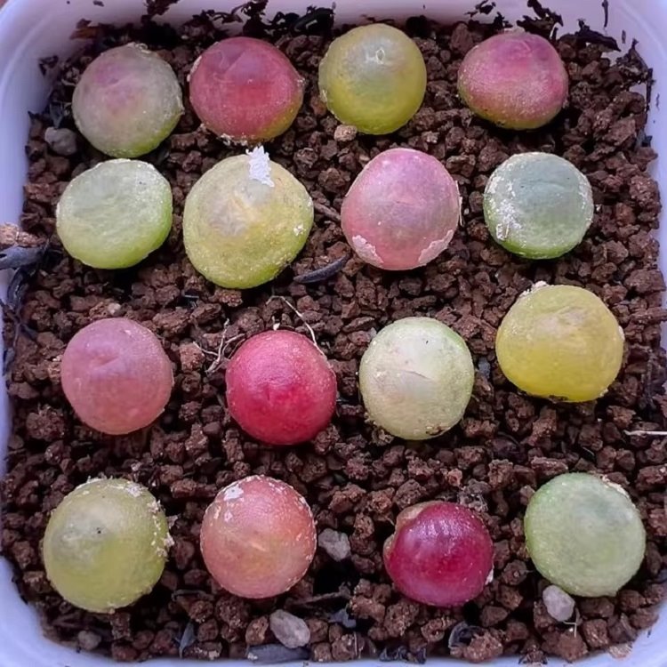 Conophytum Ratum