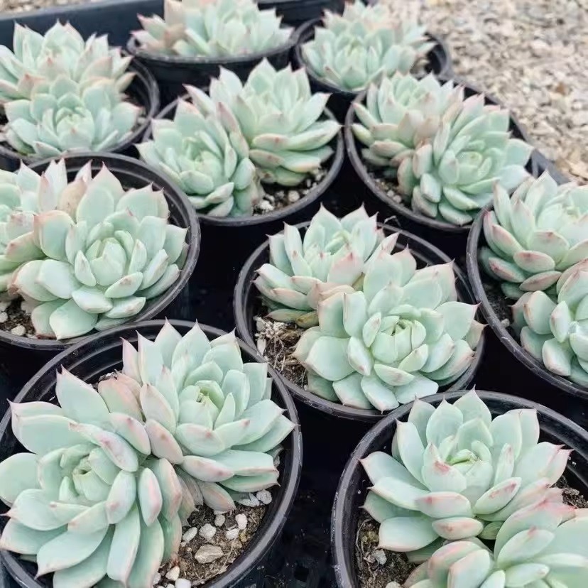 O1CN01Za9rIi1hHvLeDVdNi_!!2458624253.jpg_Q75.jpg_