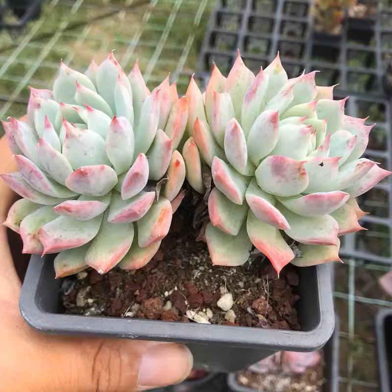 Echeveria TP Clustering
