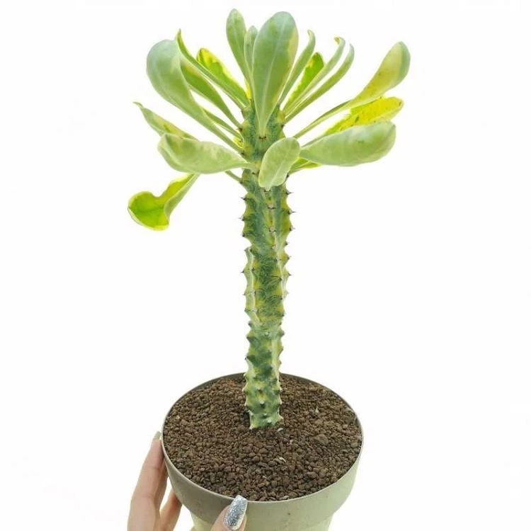 Euphorbia Neriifolia factory