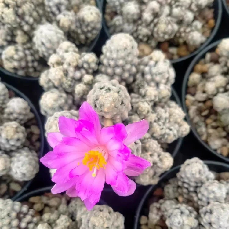 Mammillaria Theresae