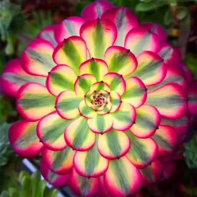 Aeonium Mardi Gras Var