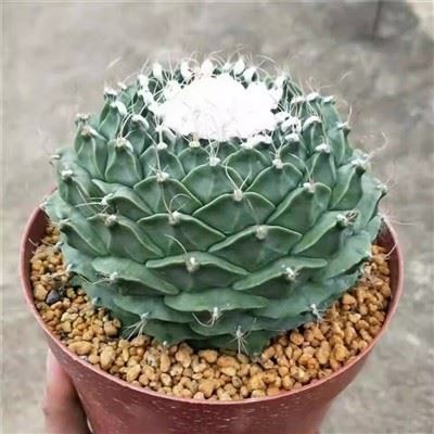 Obregonia Denegrii