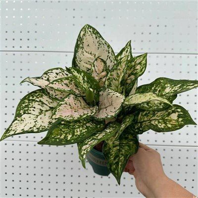Aglaonema Eileen